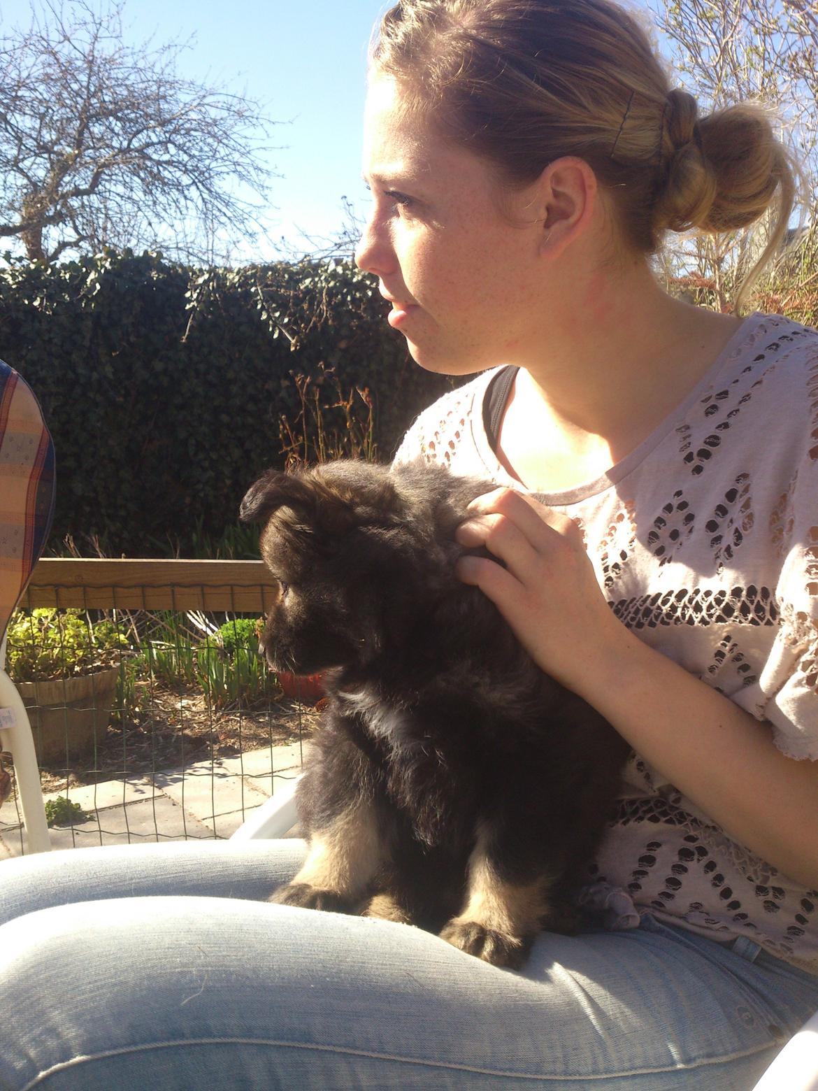 Finsk lapphund Outlaw Roxy billede 3