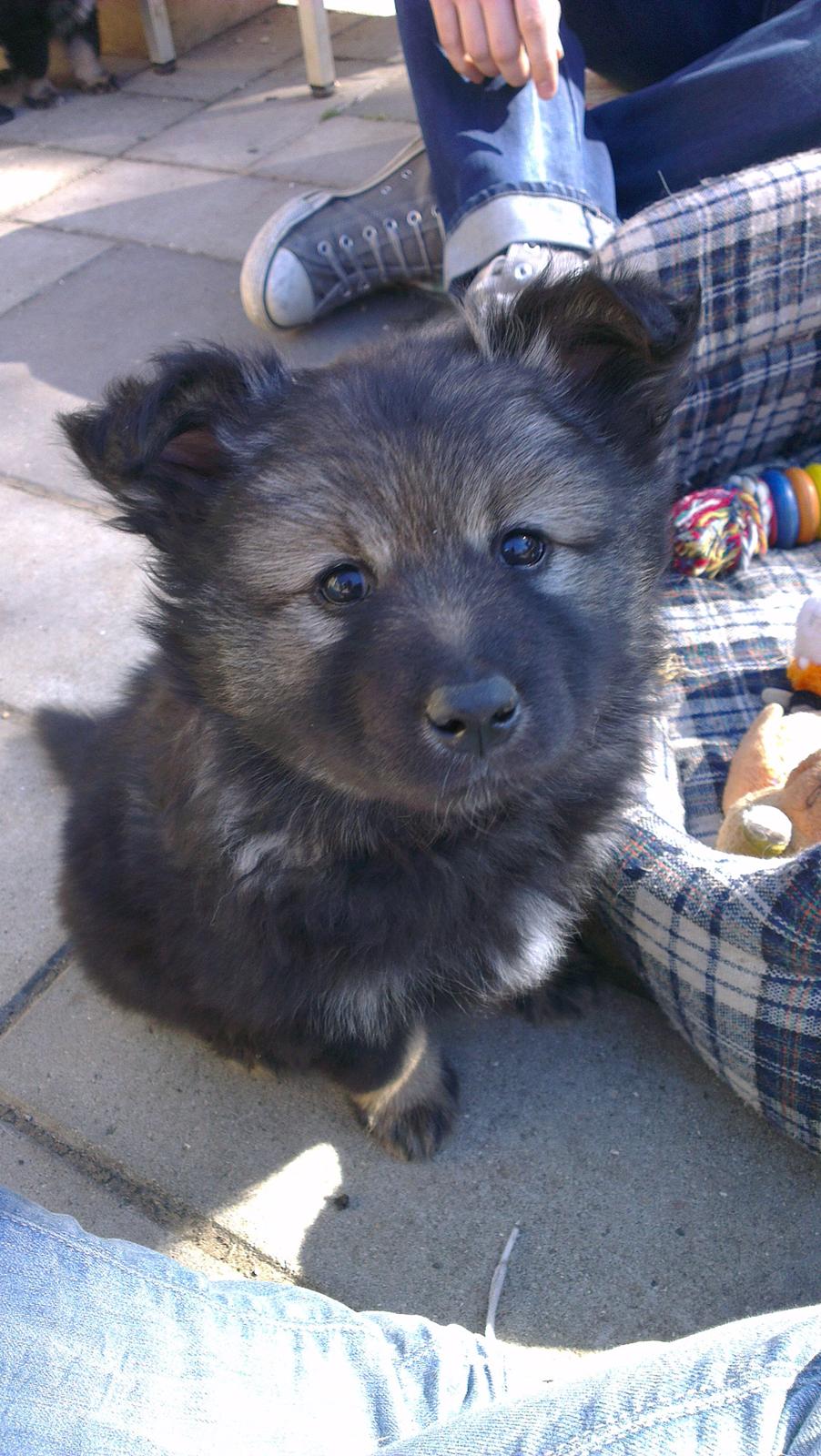 Finsk lapphund Outlaw Roxy billede 4