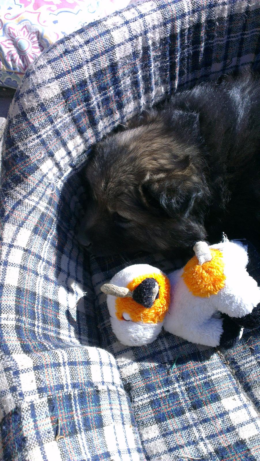 Finsk lapphund Outlaw Roxy billede 5