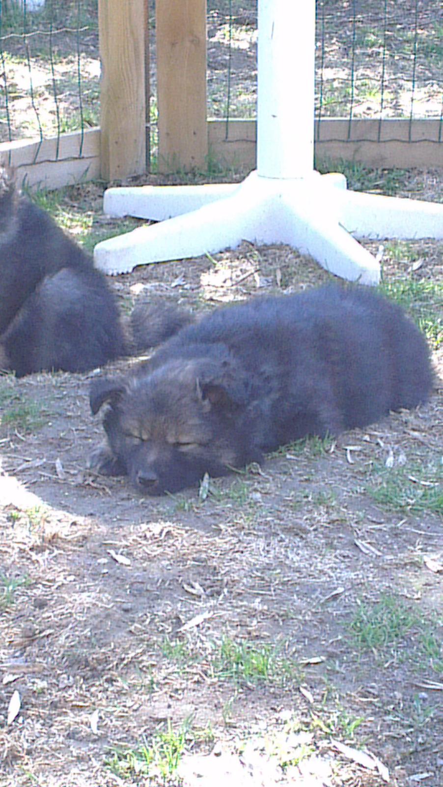 Finsk lapphund Outlaw Roxy billede 6