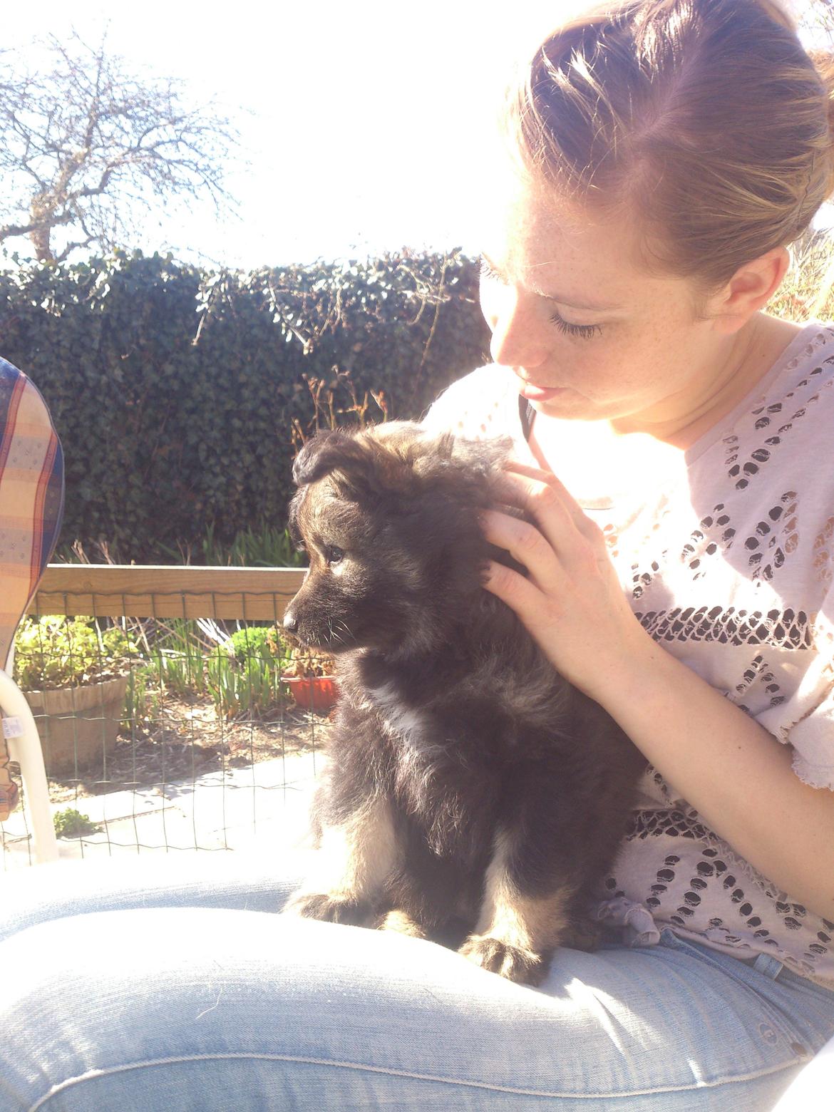 Finsk lapphund Outlaw Roxy billede 7