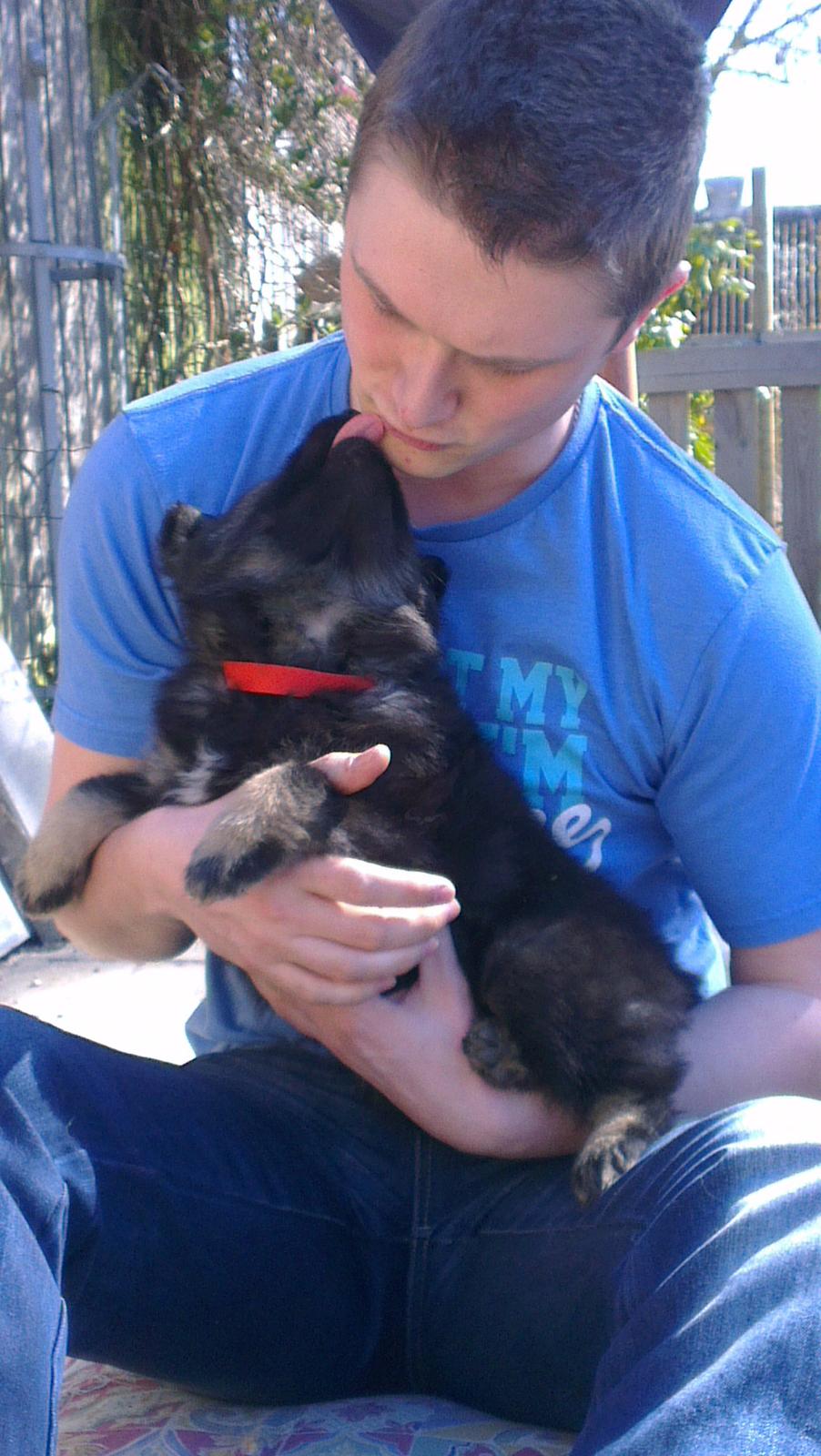 Finsk lapphund Outlaw Roxy billede 8