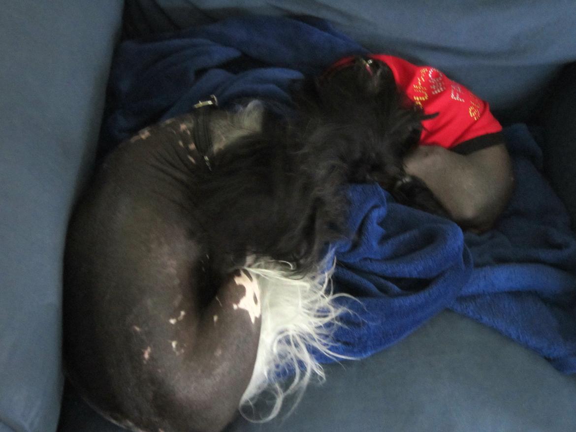 Chinese crested hårløs Belika - Første gang Calle og Belika ligger sammen. De nåede det lige inden 24 timer efter Belika flyttede ind. Jeg syndes det er gået stærkt :-) billede 12