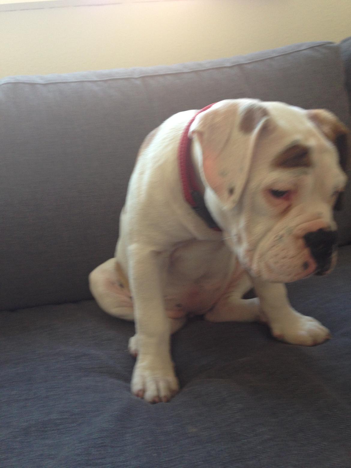 Olde english bulldogge Brydes Bella (Alma) billede 1