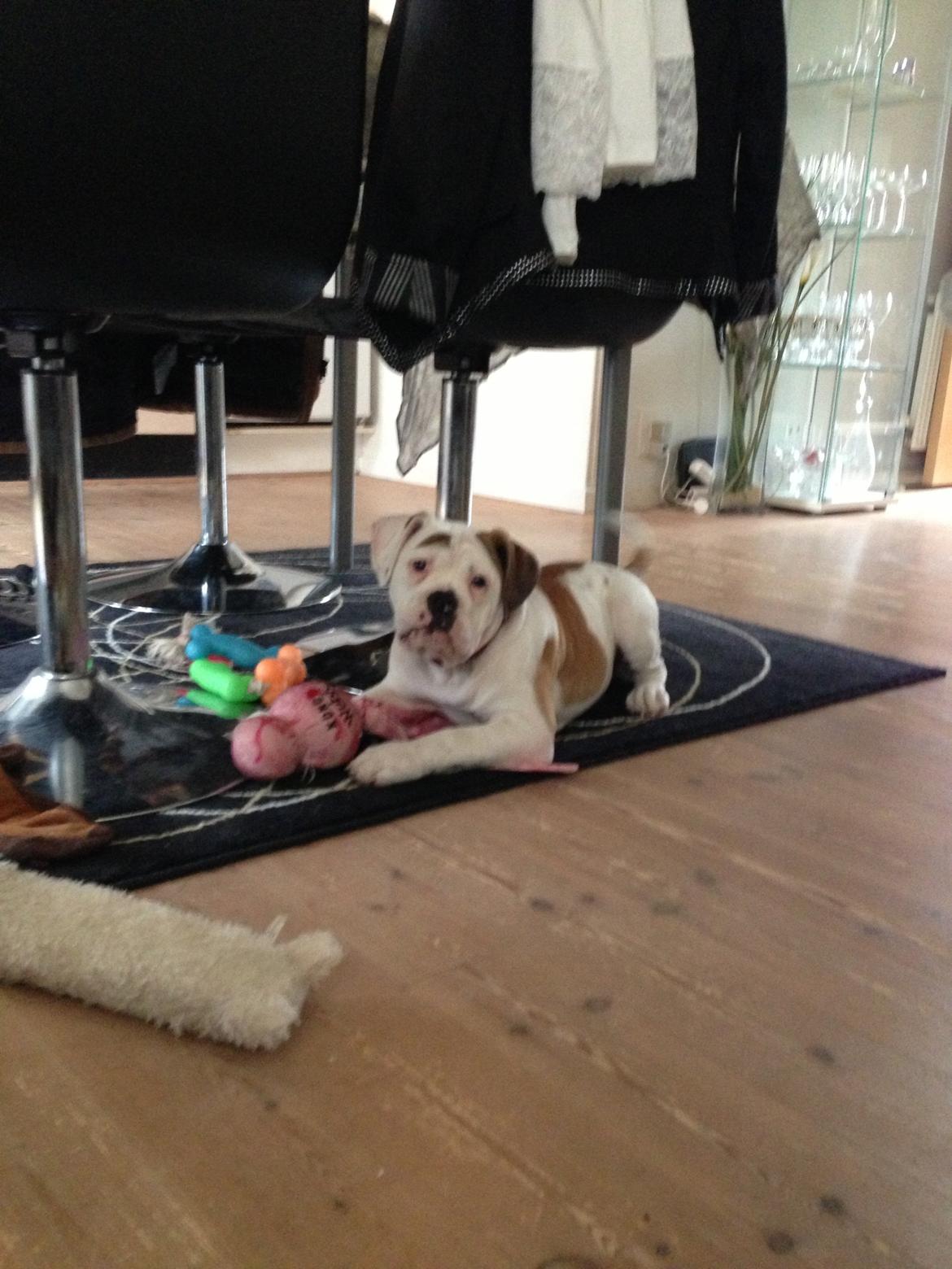 Olde english bulldogge Brydes Bella (Alma) billede 2