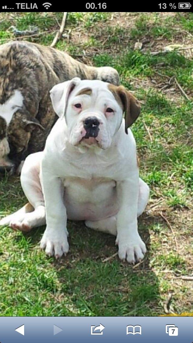 Olde english bulldogge Brydes Bella (Alma) billede 3