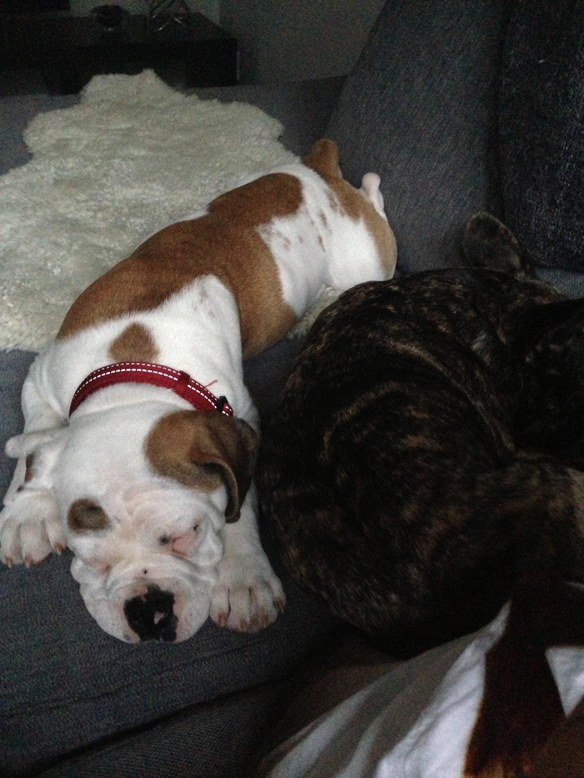 Olde english bulldogge Brydes Bella (Alma) billede 4