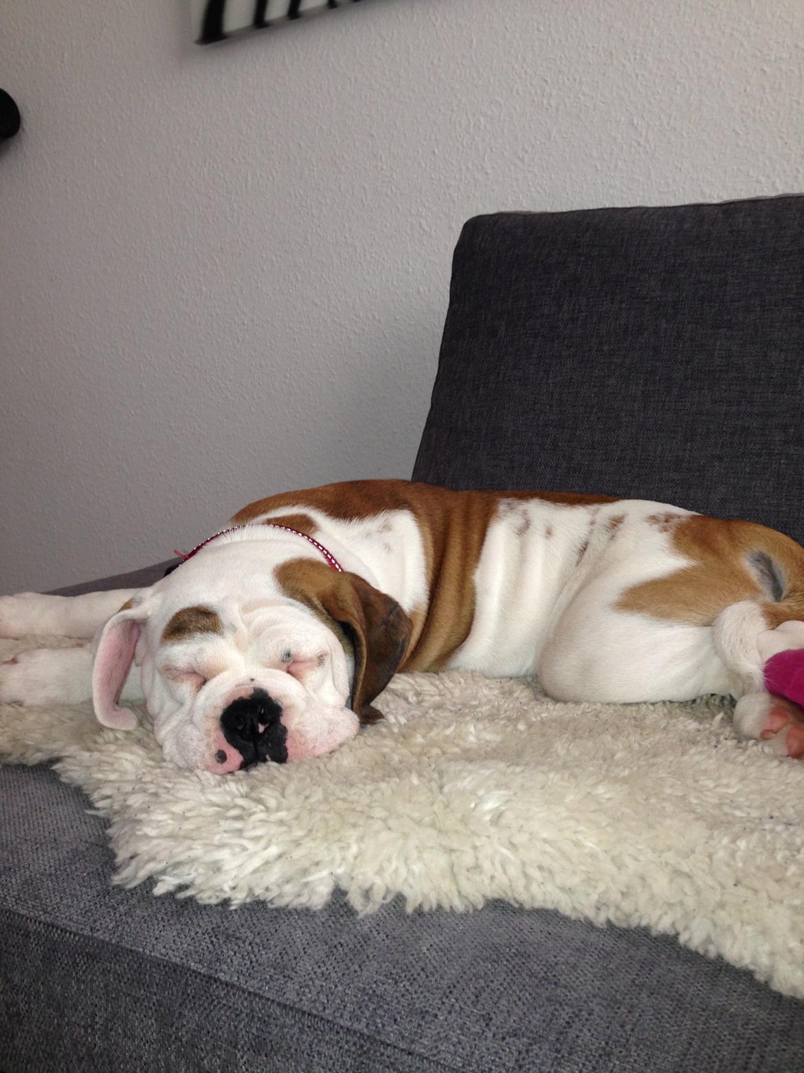 Olde english bulldogge Brydes Bella (Alma) billede 5