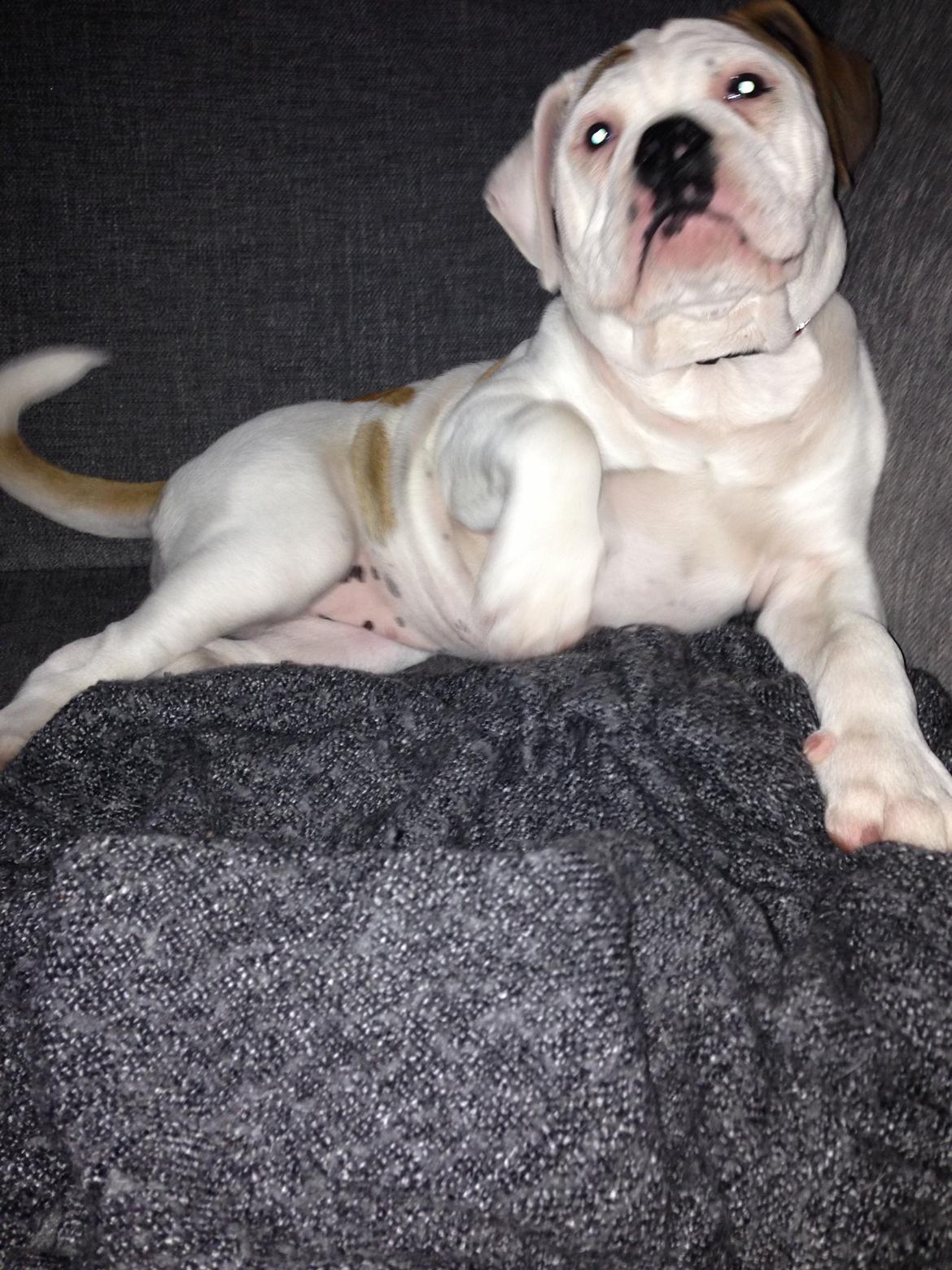 Olde english bulldogge Brydes Bella (Alma) billede 6