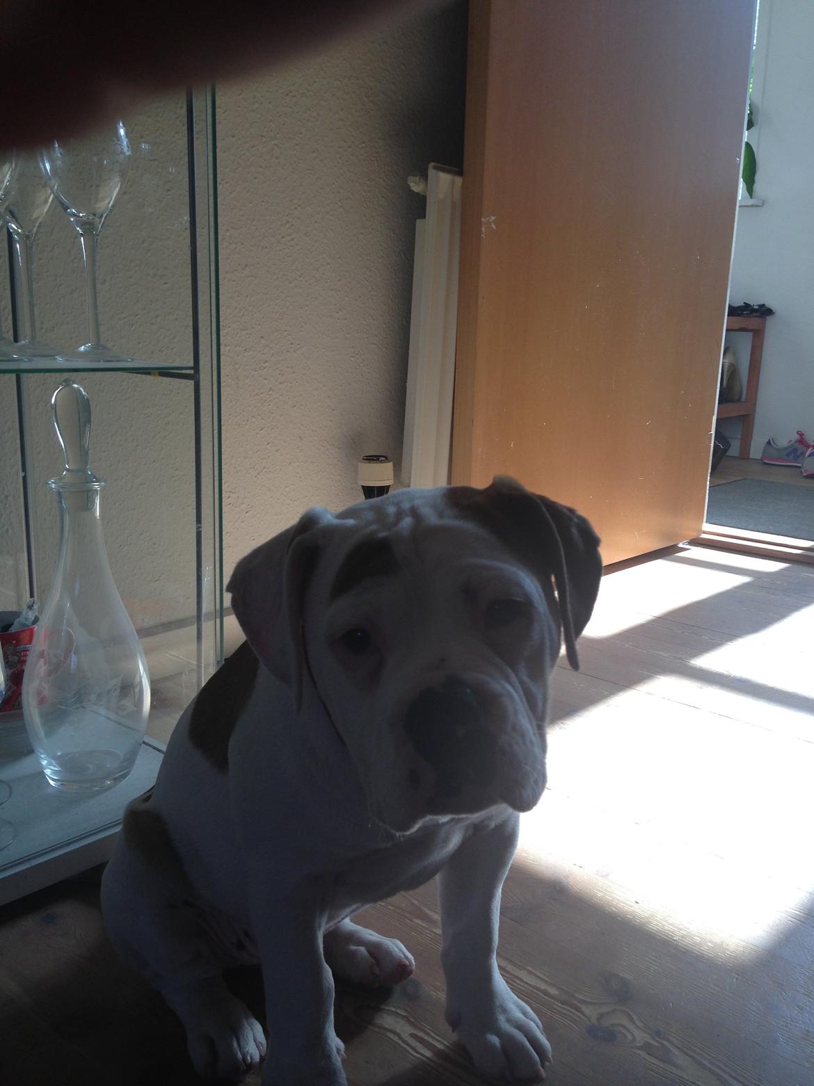 Olde english bulldogge Brydes Bella (Alma) billede 7