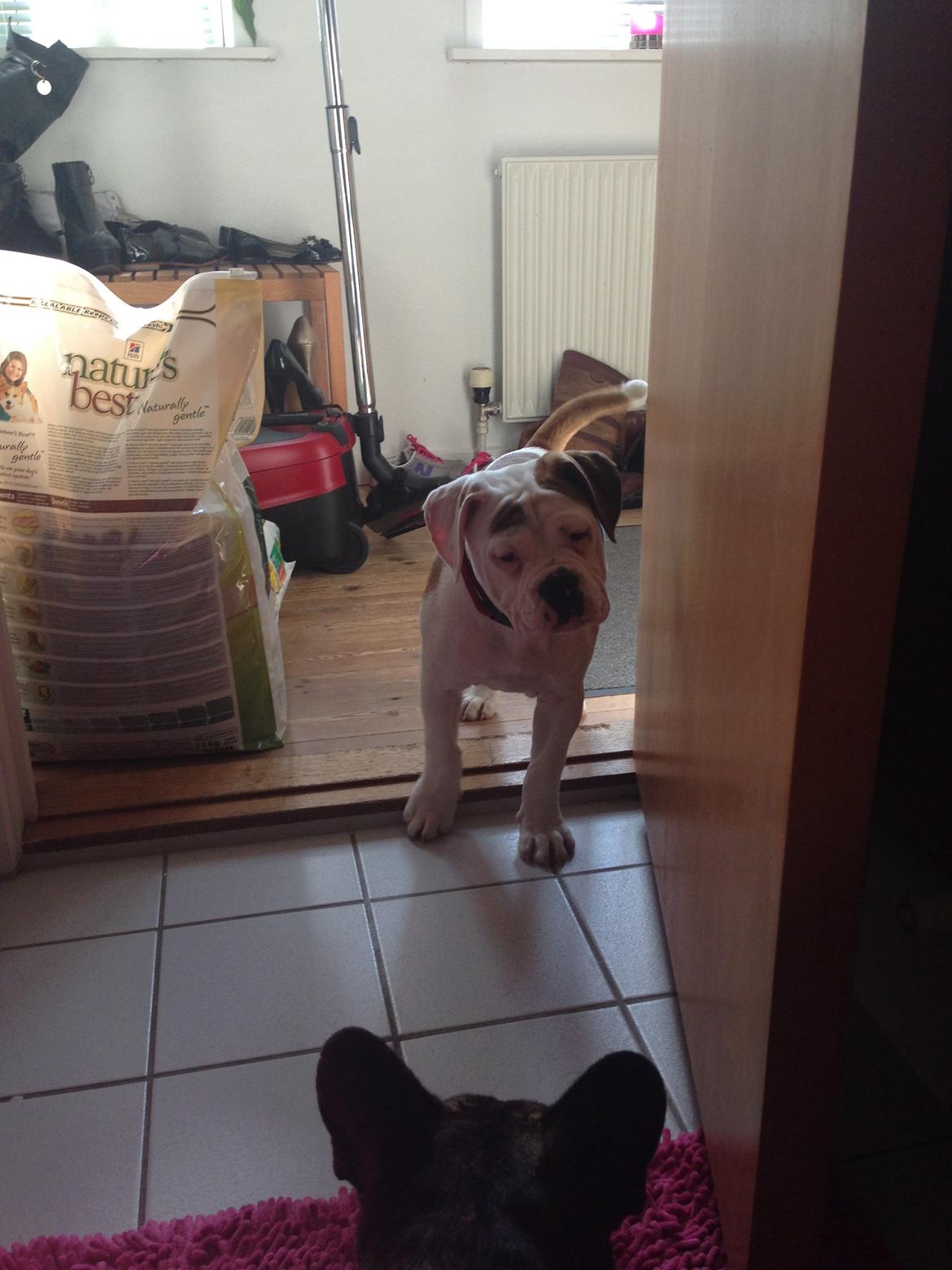 Olde english bulldogge Brydes Bella (Alma) billede 8