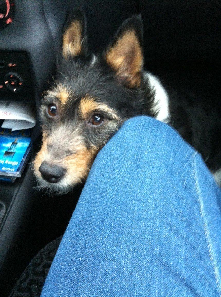 Blanding af racer Mille - hun er min beste ven <3<3<3<3<3<3<3 billede 1