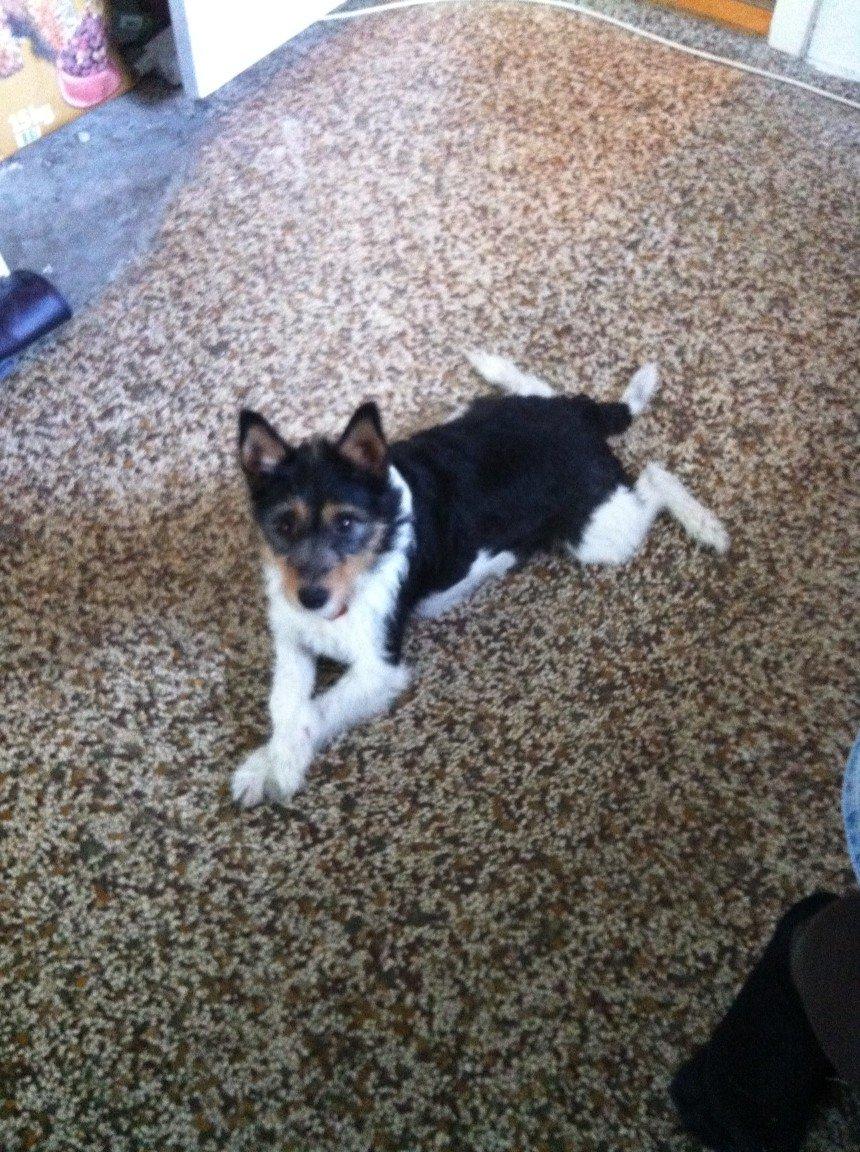 Blanding af racer Mille - mille er den mærkeligeste hund jeg kender:) billede 2