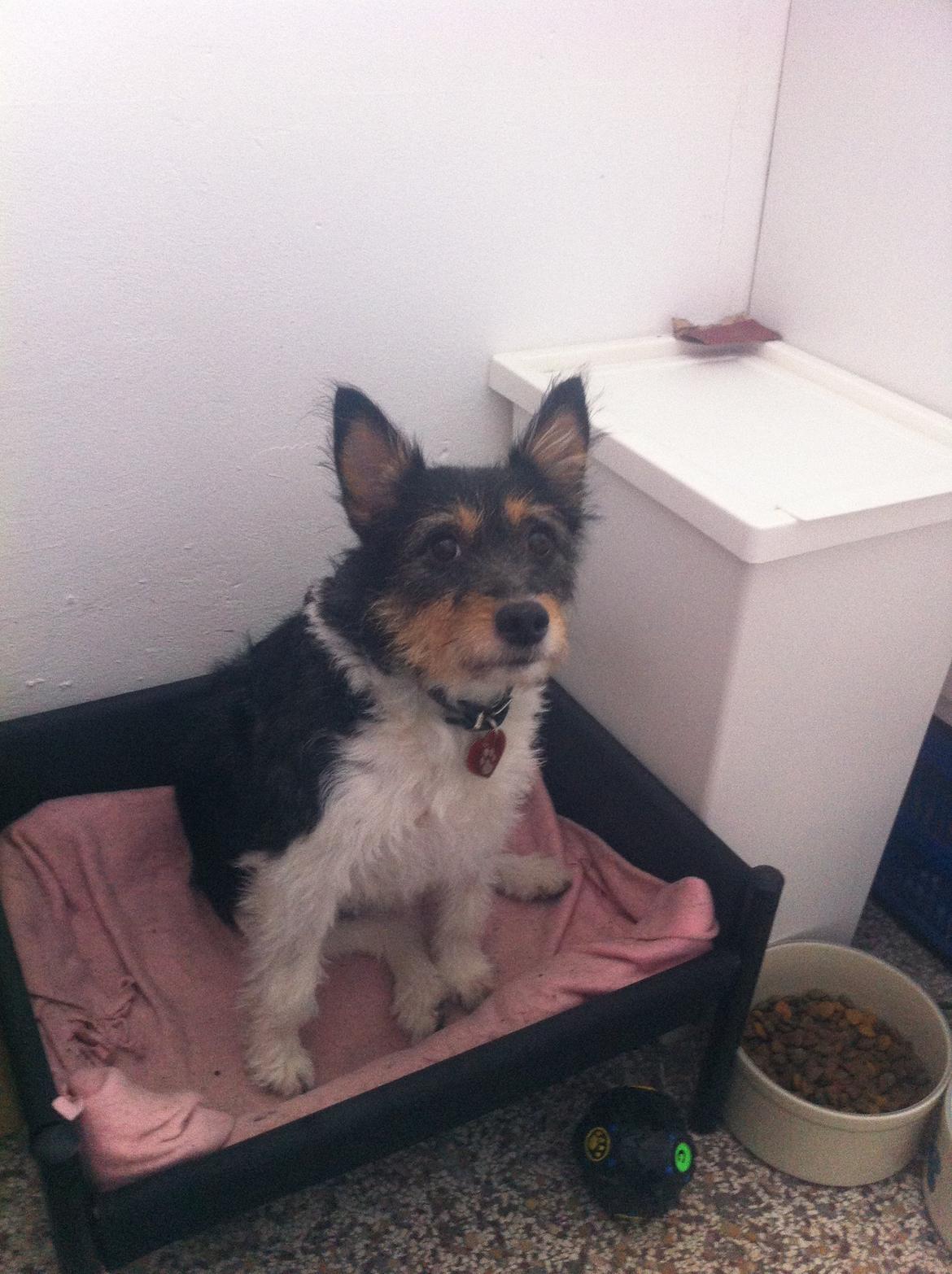 Blanding af racer Mille - hun er så sød billede 3