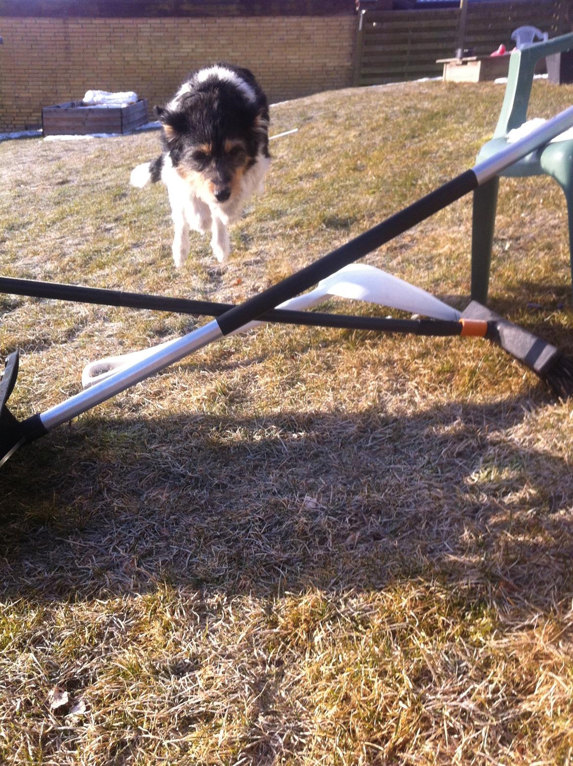 Blanding af racer Mille - mille har sprunget mega højdt:) billede 4