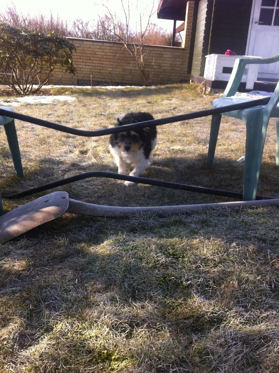 Blanding af racer Mille billede 5