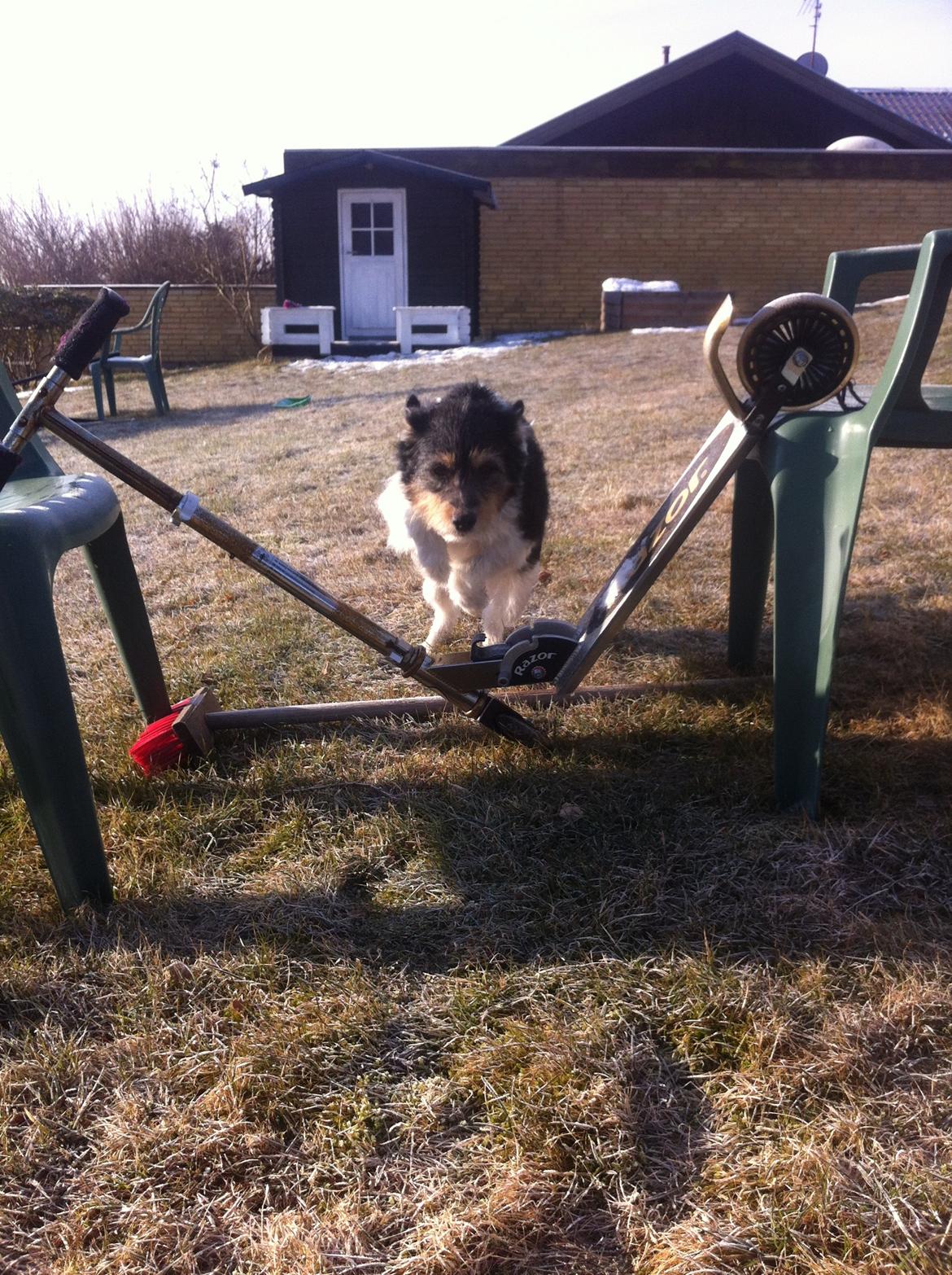 Blanding af racer Mille billede 6