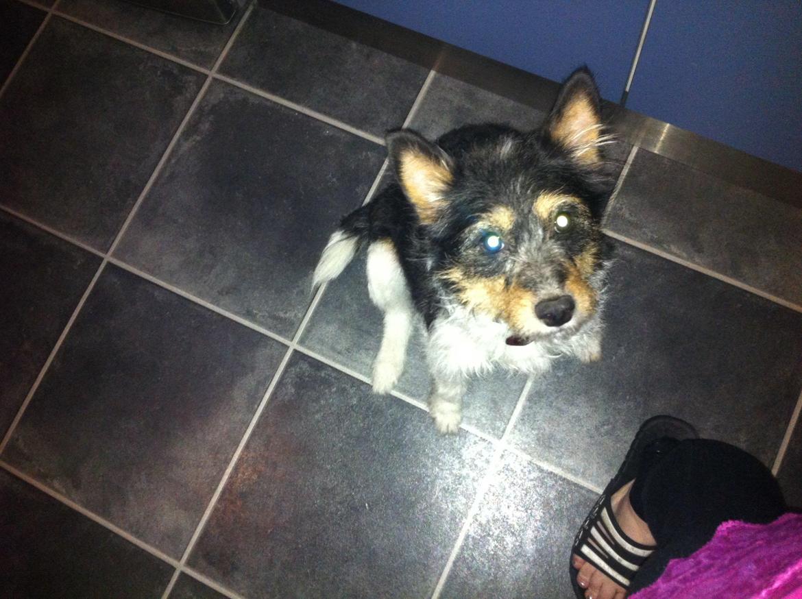 Blanding af racer Mille billede 7