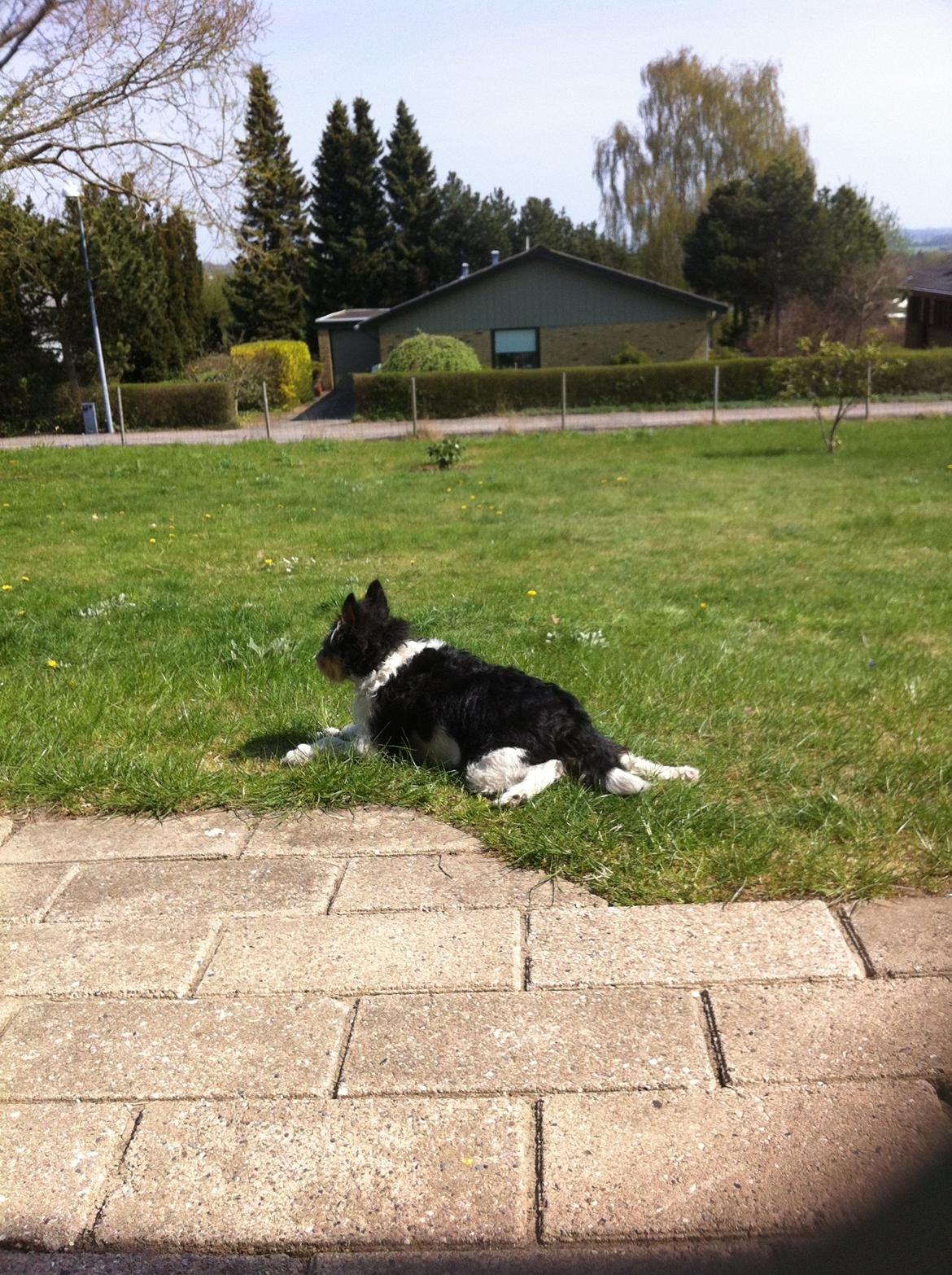 Blanding af racer Mille billede 8