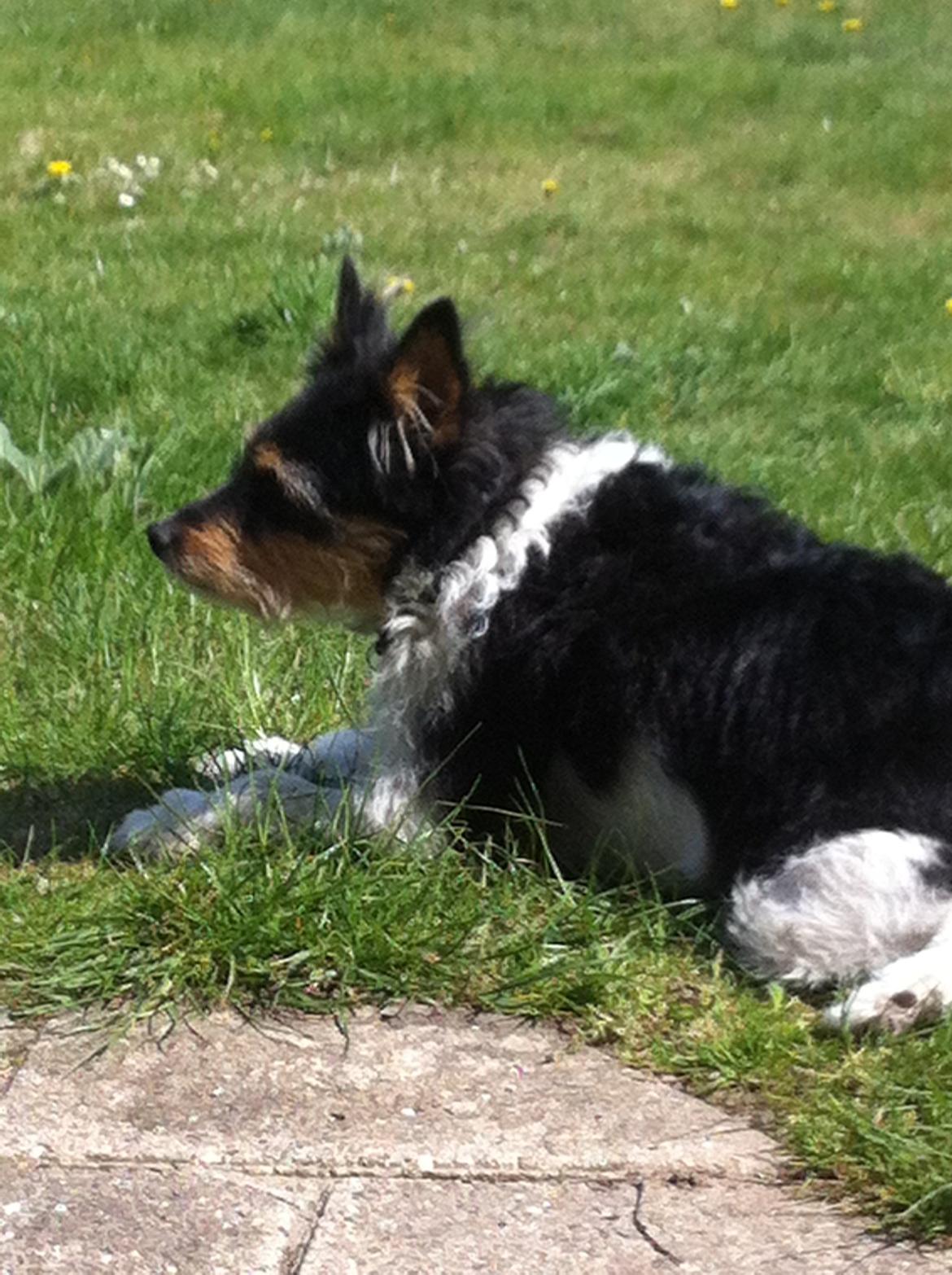 Blanding af racer Mille billede 9