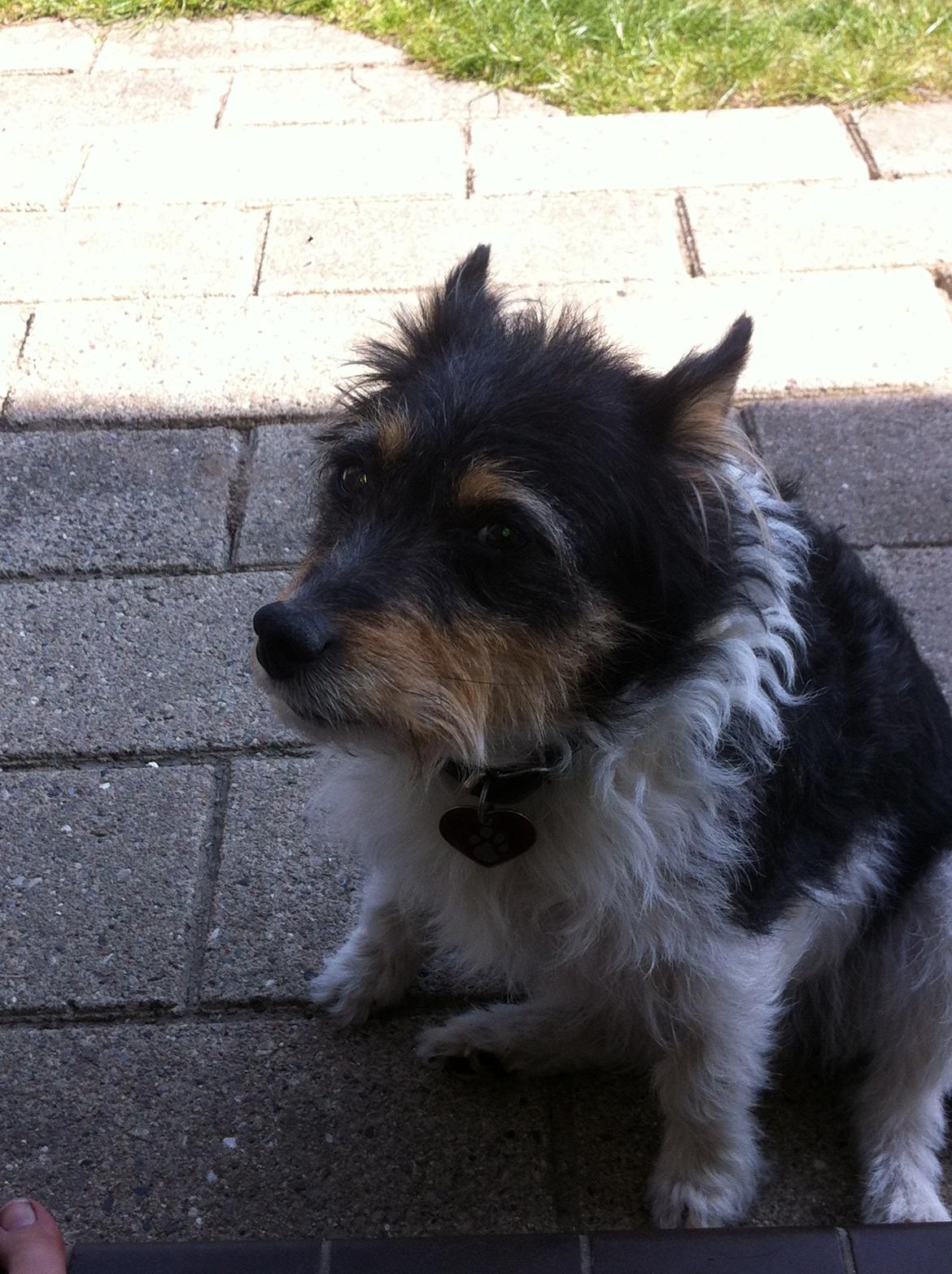 Blanding af racer Mille billede 10