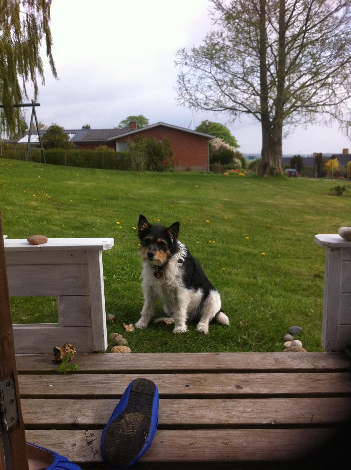 Blanding af racer Mille billede 11