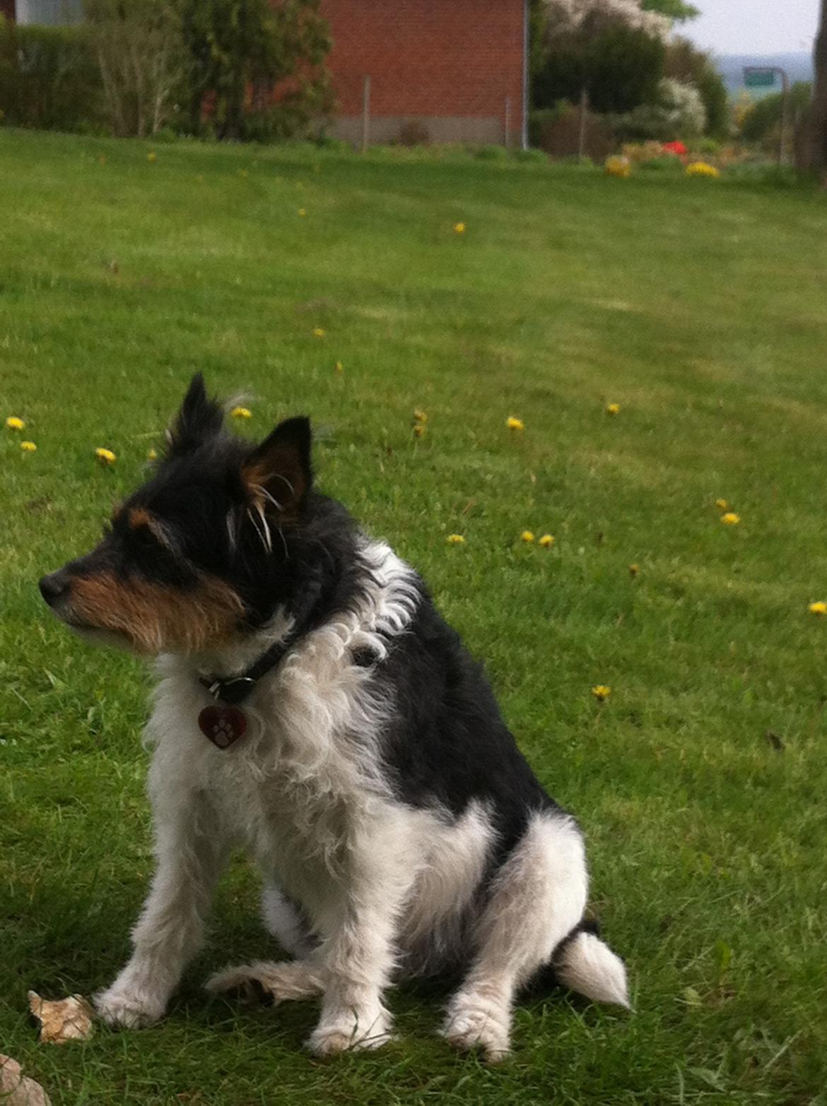 Blanding af racer Mille billede 12