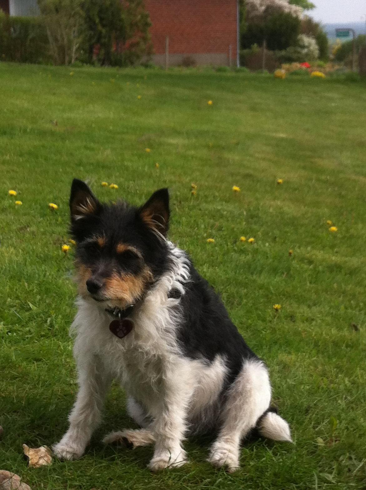 Blanding af racer Mille billede 13