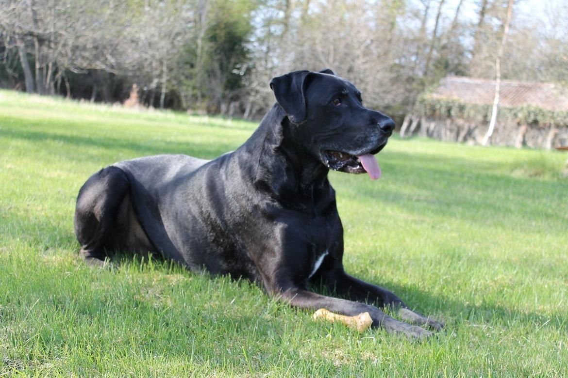 Blanding af racer  Aslan RIP billede 1