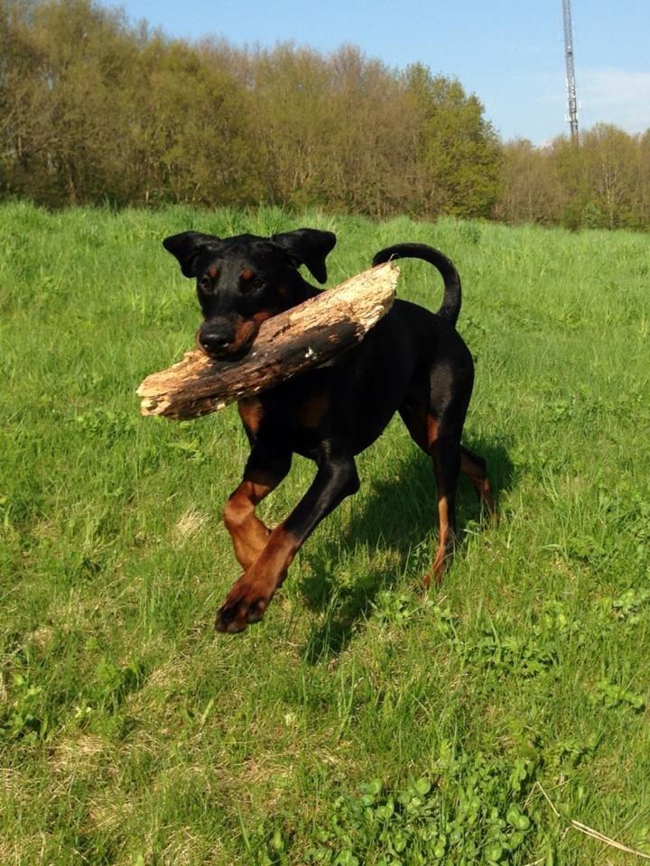 Dobermann Proud Danish Eye Of French Kiss - 9 mdr, i vestskoven billede 7