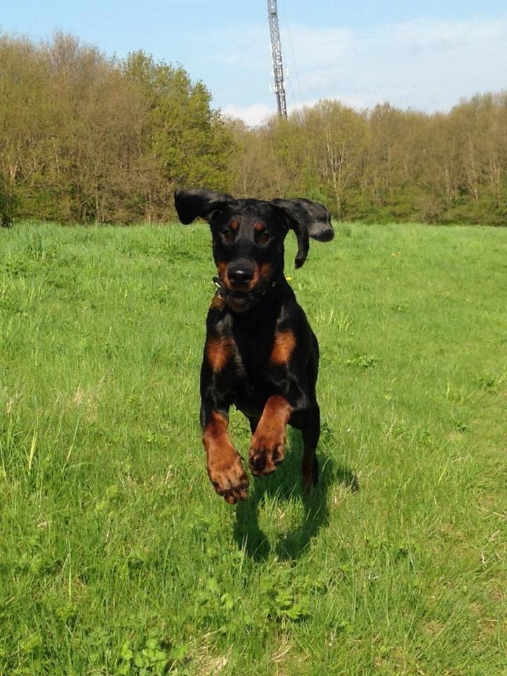 Dobermann Proud Danish Eye Of French Kiss - 9 mdr, i vestskoven billede 6