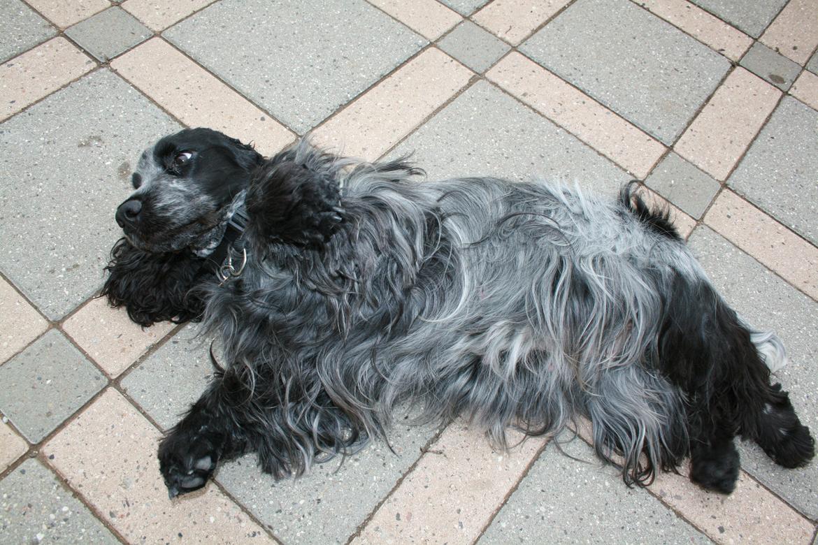 Cocker spaniel Diana - himmelhund billede 11