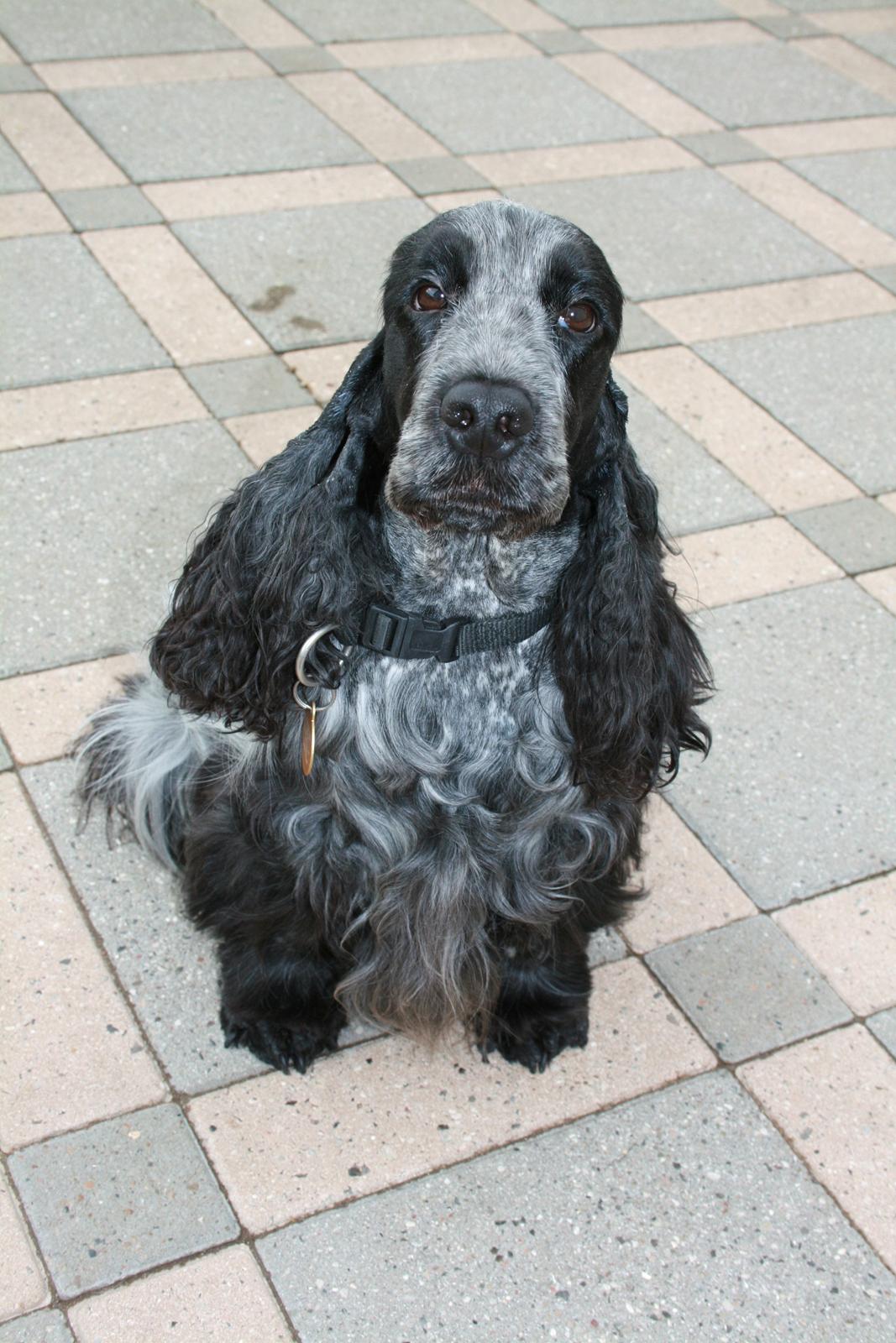 Cocker spaniel Diana - himmelhund - Diana ca 40 dage henne billede 10