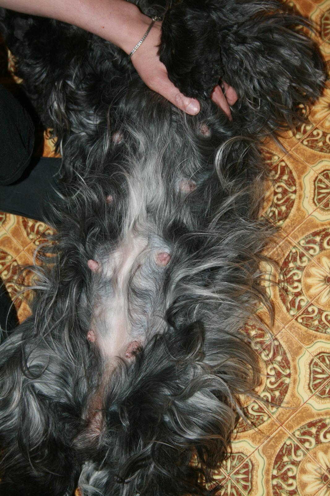 Cocker spaniel Diana - himmelhund - Diana, ca 48 dagen henne. Maven vokser billede 9