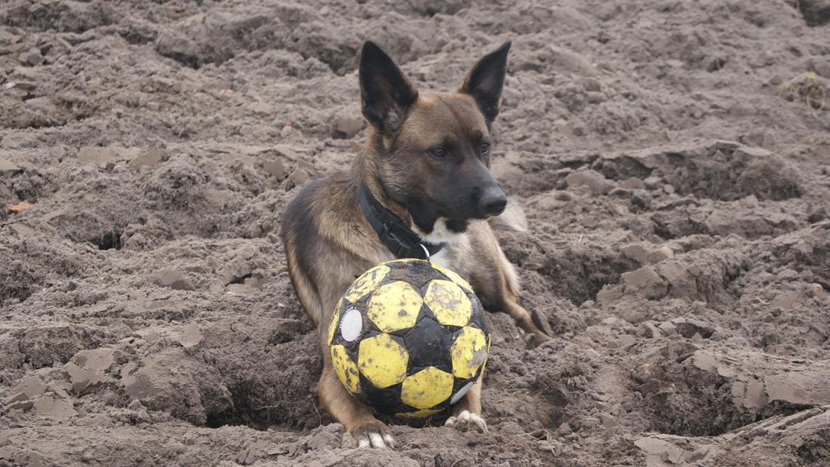Blanding af racer Malou "Mulle" - Mulle med ynglingslegetøjet, Fodbolden!;) billede 15