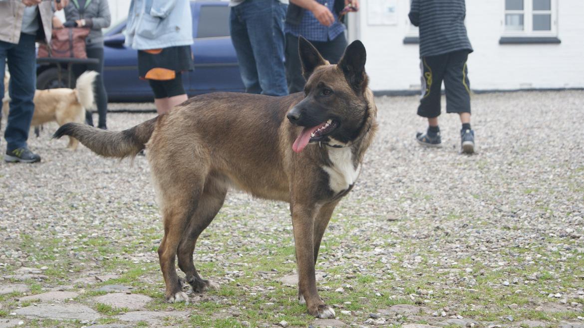 Blanding af racer Malou "Mulle" billede 19