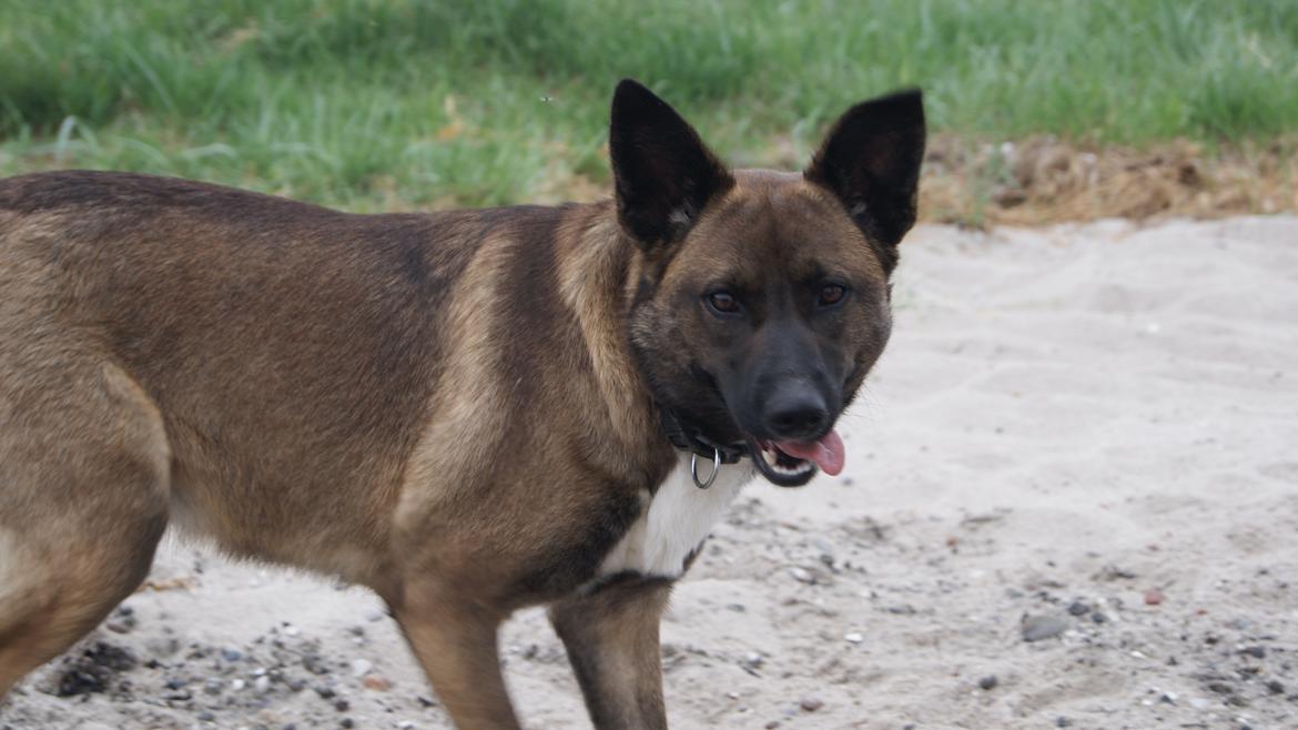 Blanding af racer Malou "Mulle" - Så charmerende:) billede 8