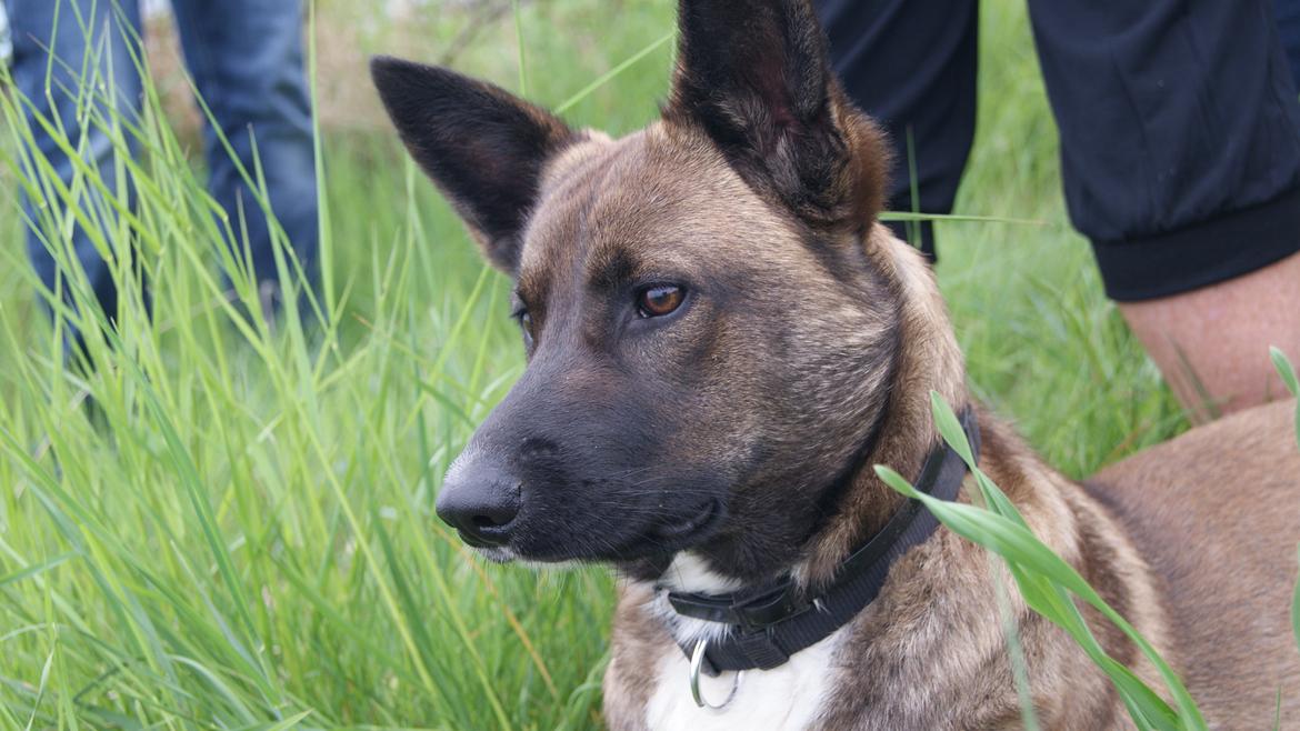 Blanding af racer Malou "Mulle" billede 3