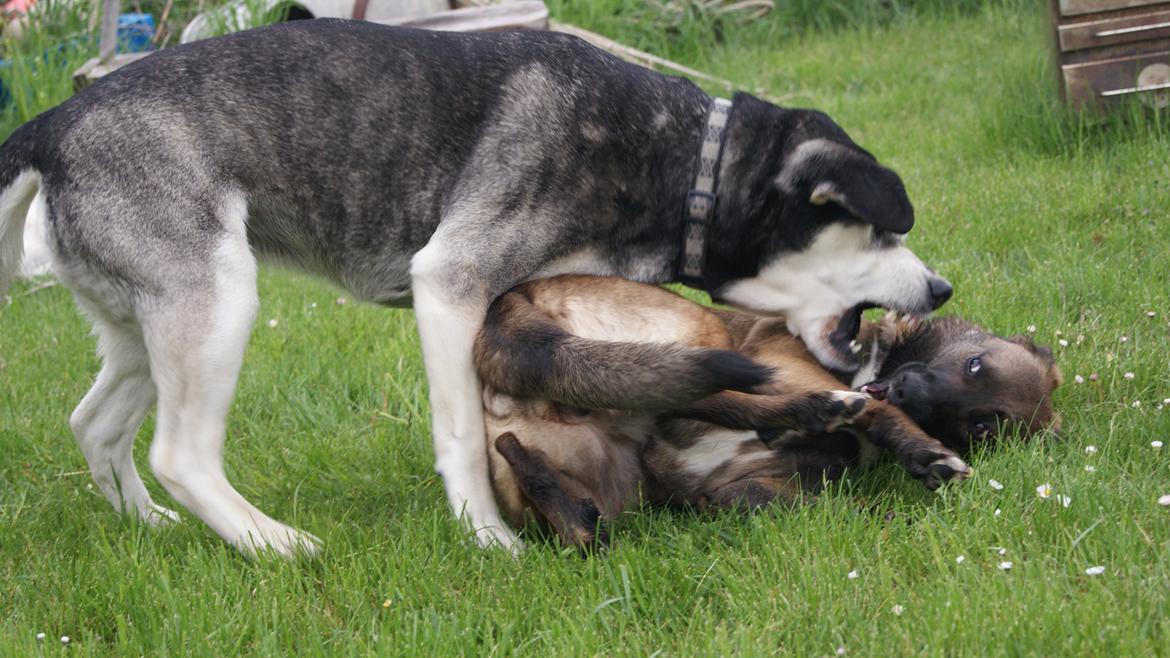 Blanding af racer Malou "Mulle" - Malou og hendes veninde Aki, som leger, og Mulle får en ordentlig skideballe ;) Haha... billede 10