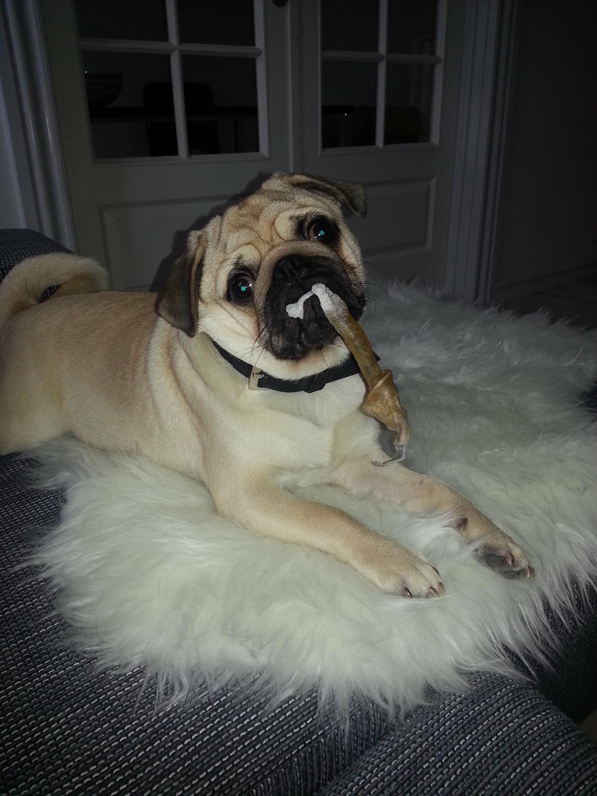 Mops Bob billede 6