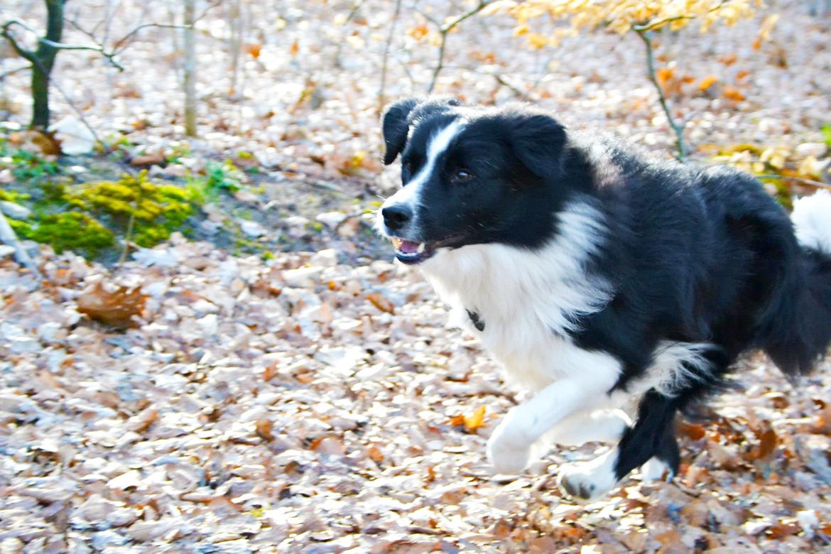 Border collie Nicko billede 4
