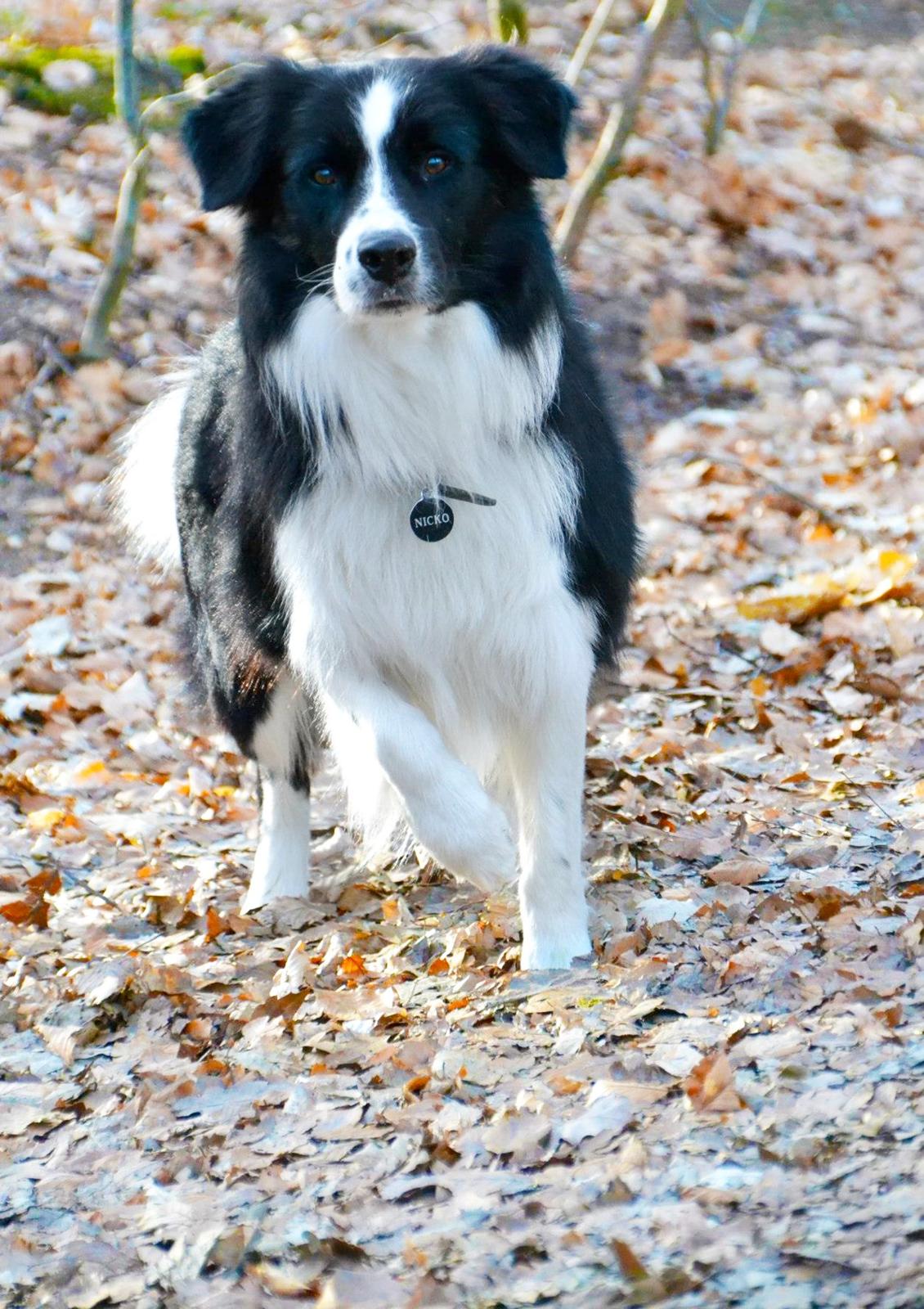 Border collie Nicko billede 3