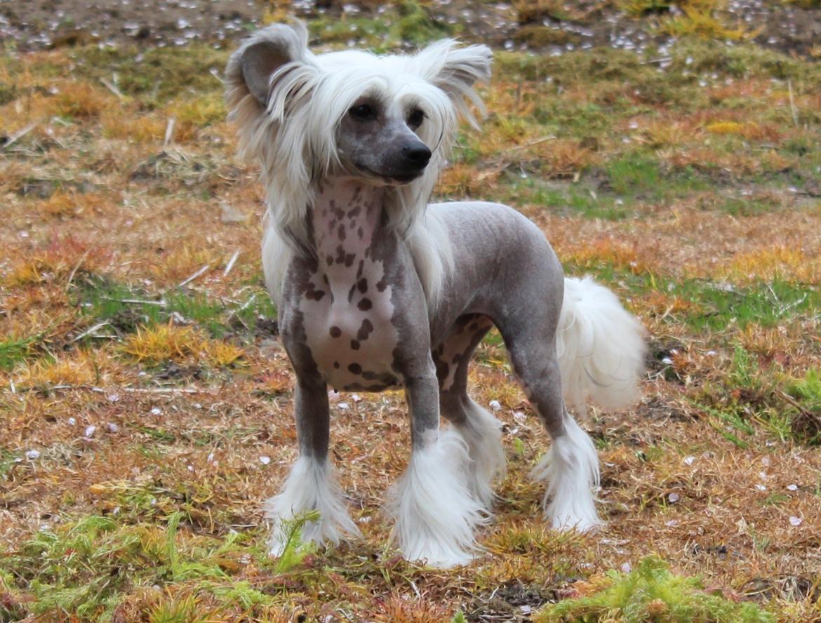 Chinese crested hårløs * STELLA* billede 2