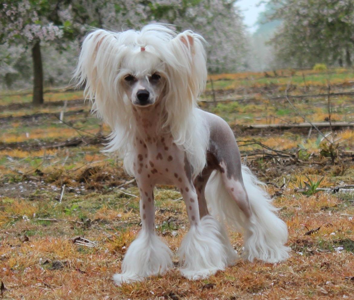 Chinese crested hårløs *GARBO* billede 1