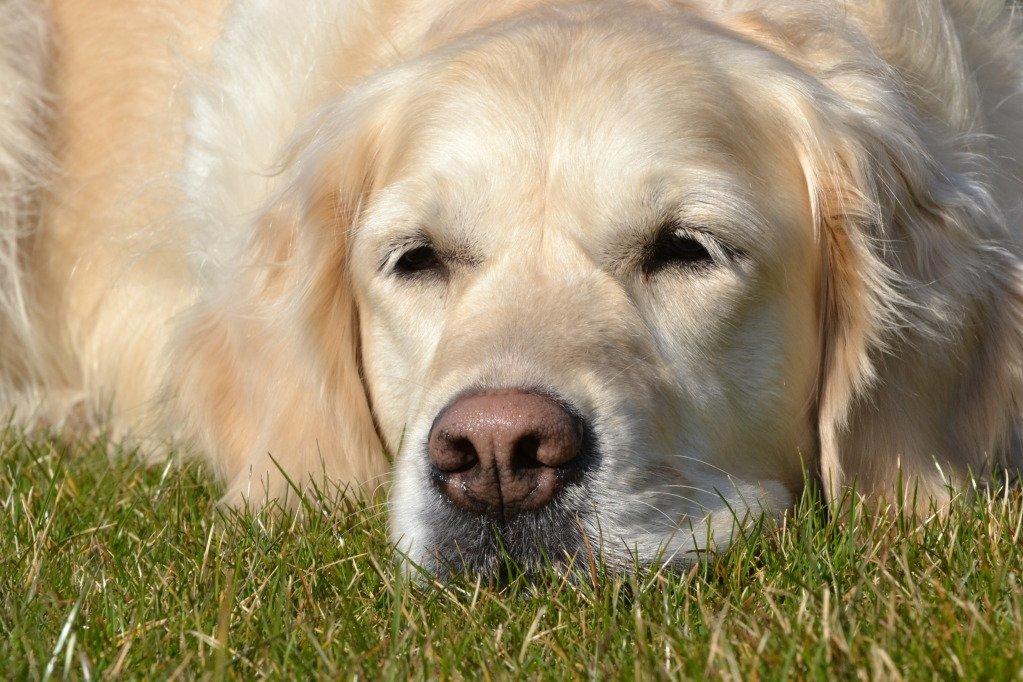 Golden retriever Méllon billede 1
