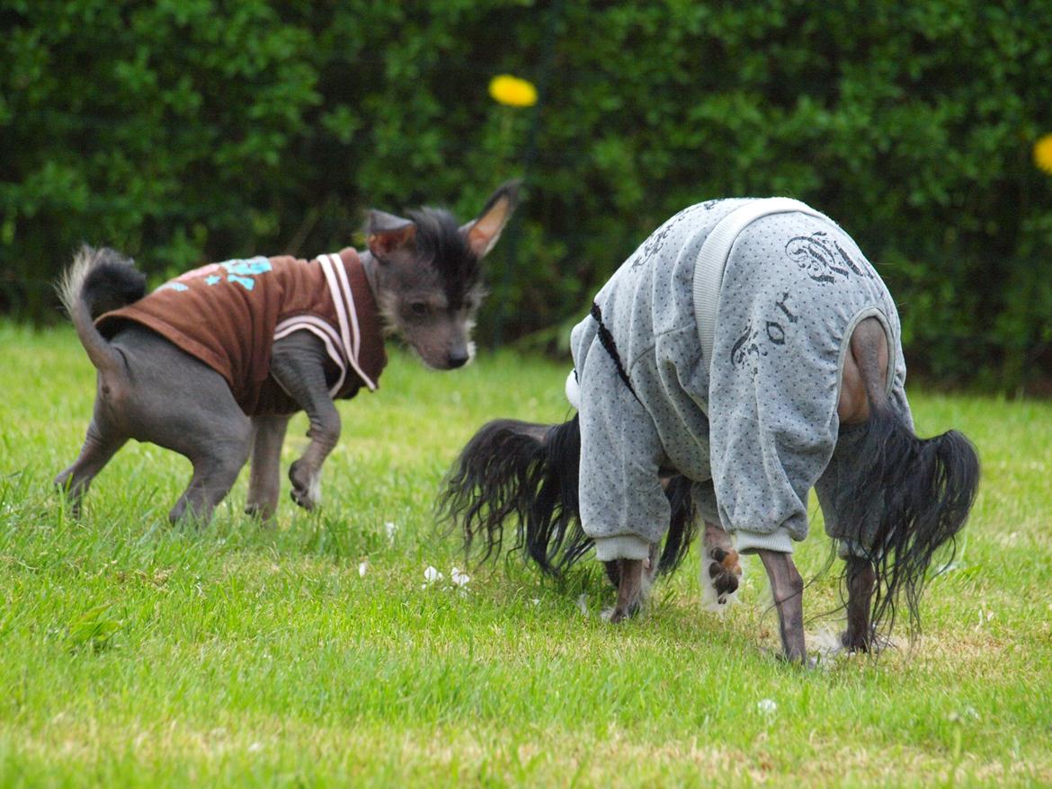 Chinese crested hårløs Kato <3 billede 2