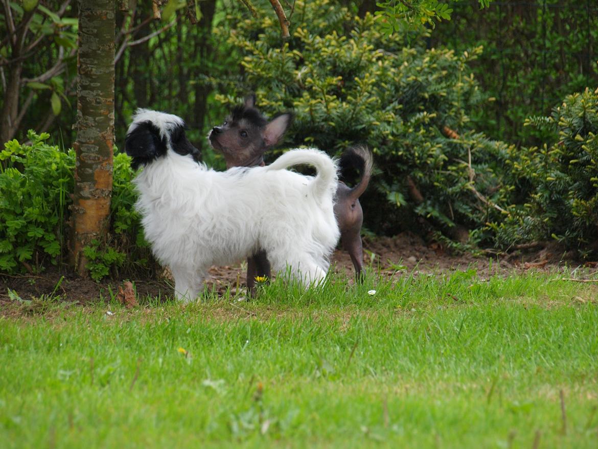 Chinese crested hårløs Kato <3 billede 3