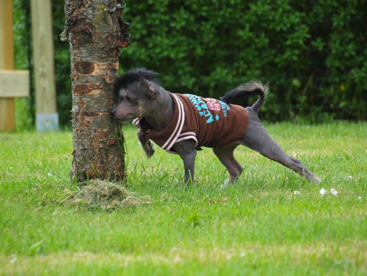Chinese crested hårløs Kato <3 billede 1