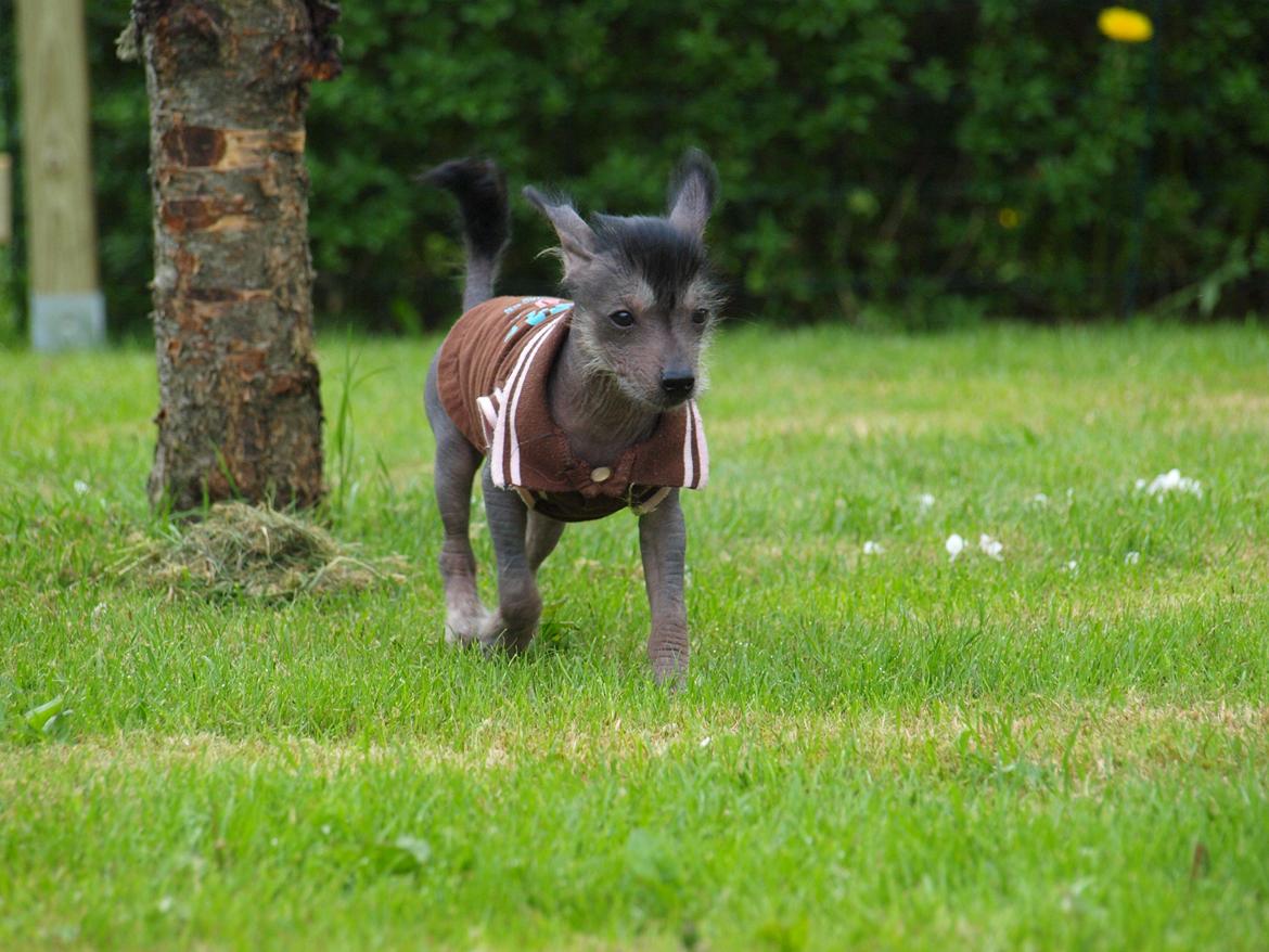 Chinese crested hårløs Kato <3 billede 4