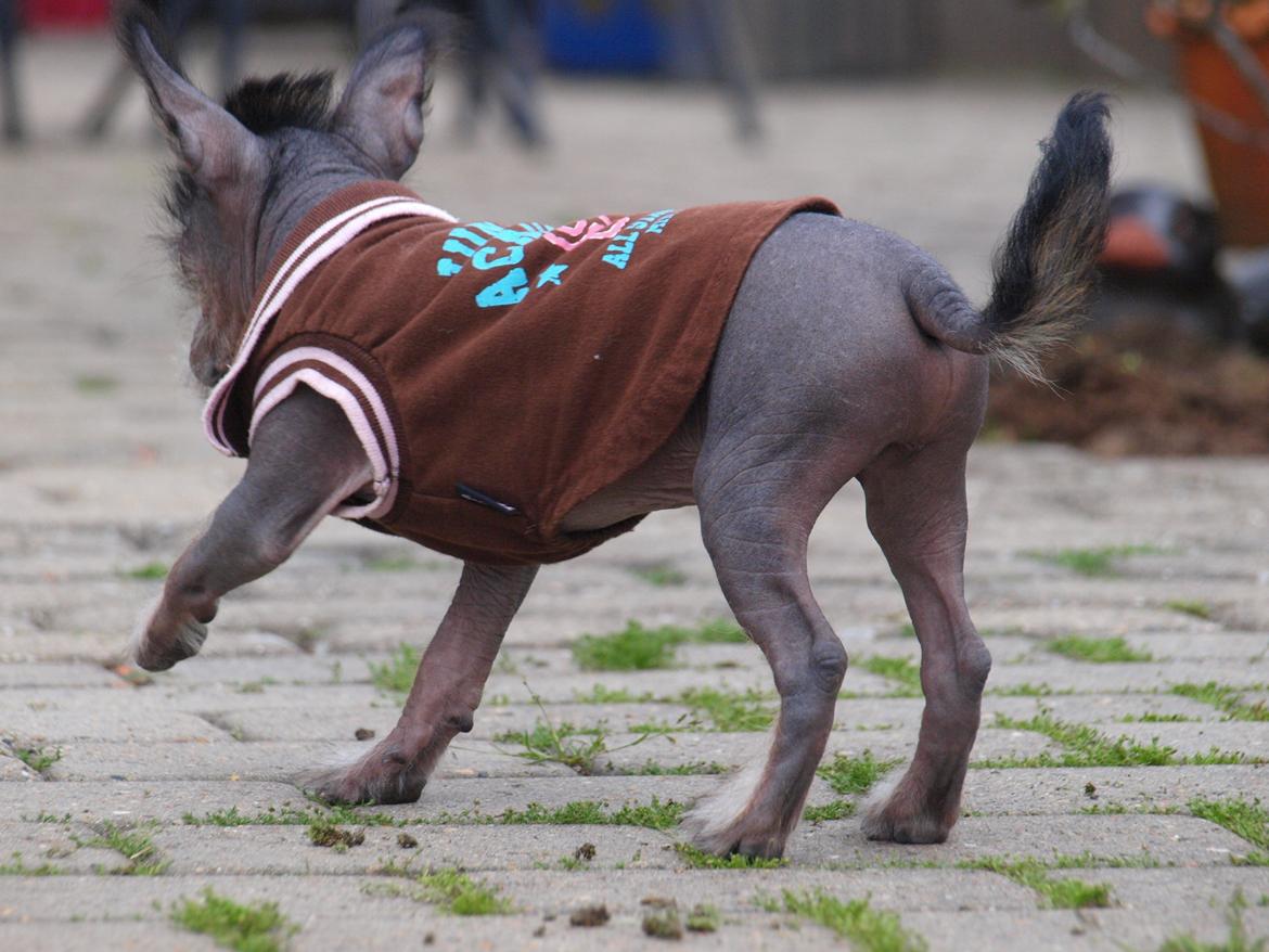Chinese crested hårløs Kato <3 billede 5